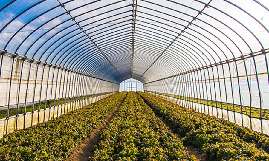 Agricultural Greenhouses